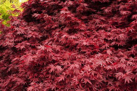 Artar japonez-Acer palmatum Shaina, ghiveci 2L, 70cm