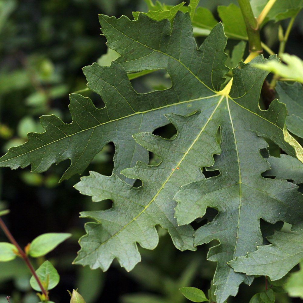 Smochin Ficus carica Ice Crystal, ghiveci 2L