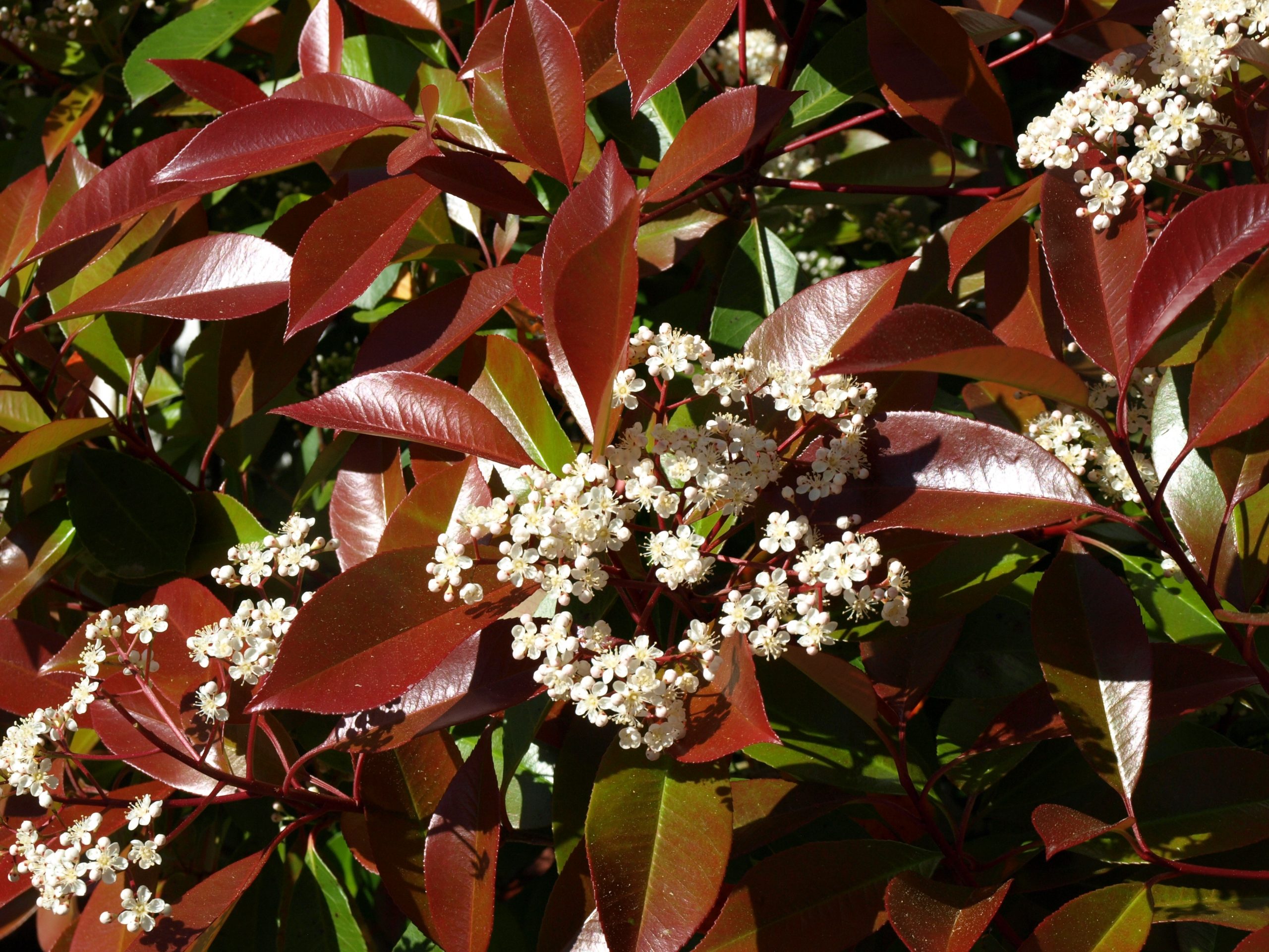photinia carre R floare Photinia fraserii Carre Rouge, ghiveci 1L