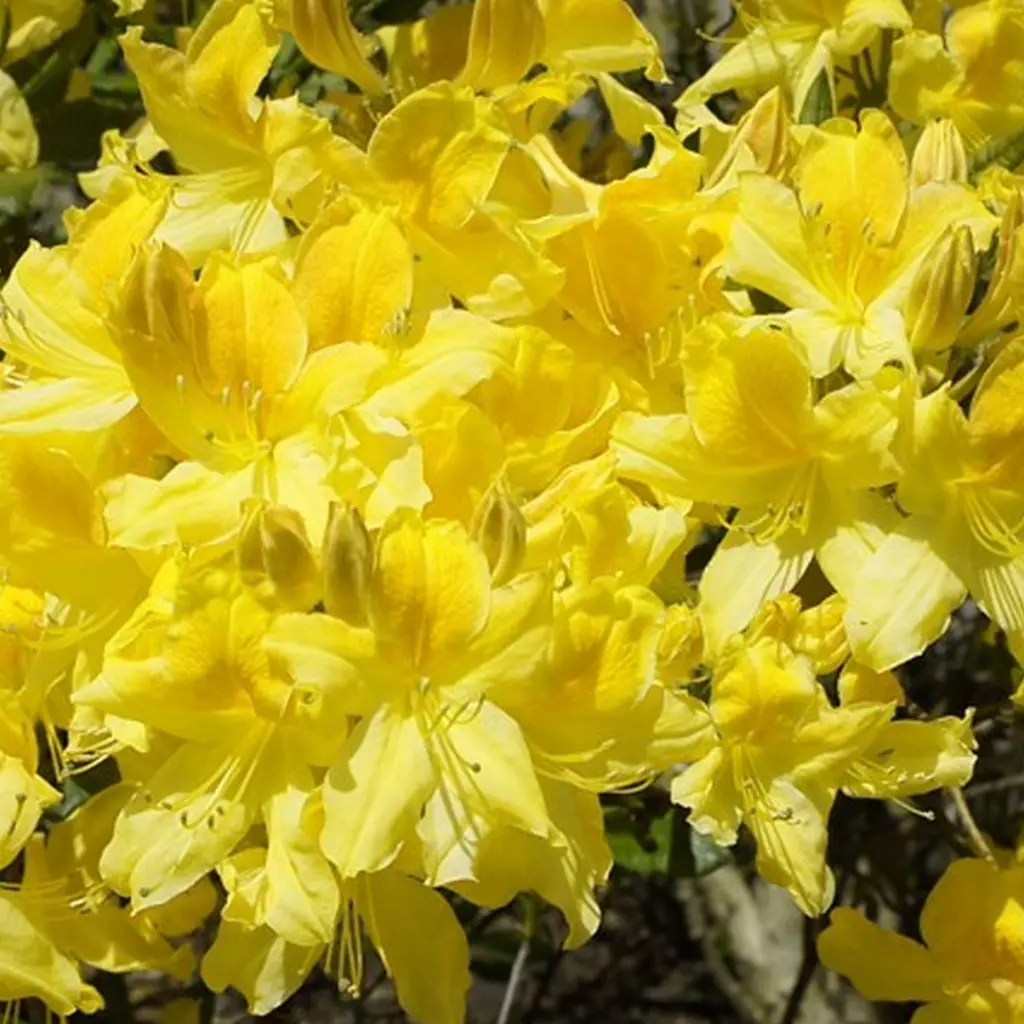 Rhododendron (Azalee)-Anneke, ghiveci 2 L