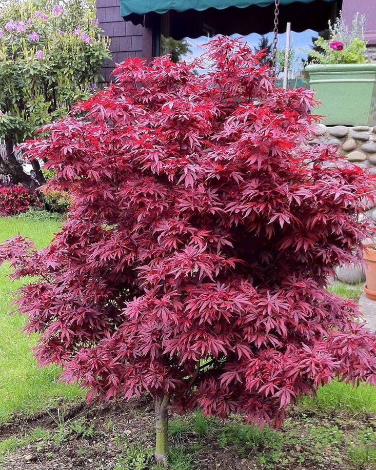 Artar japonez-Acer palmatum Shaina, ghiveci 2L, 70cm
