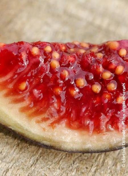 Smochin Ficus carica Ice Crystal, ghiveci 2L