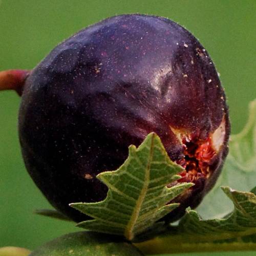 Smochin Ficus carica Ice Crystal, ghiveci 2L