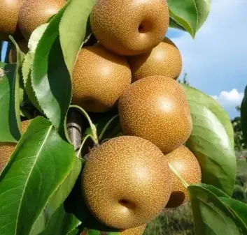 Păr Japonez - Nashi Kosui, ghiveci 5L