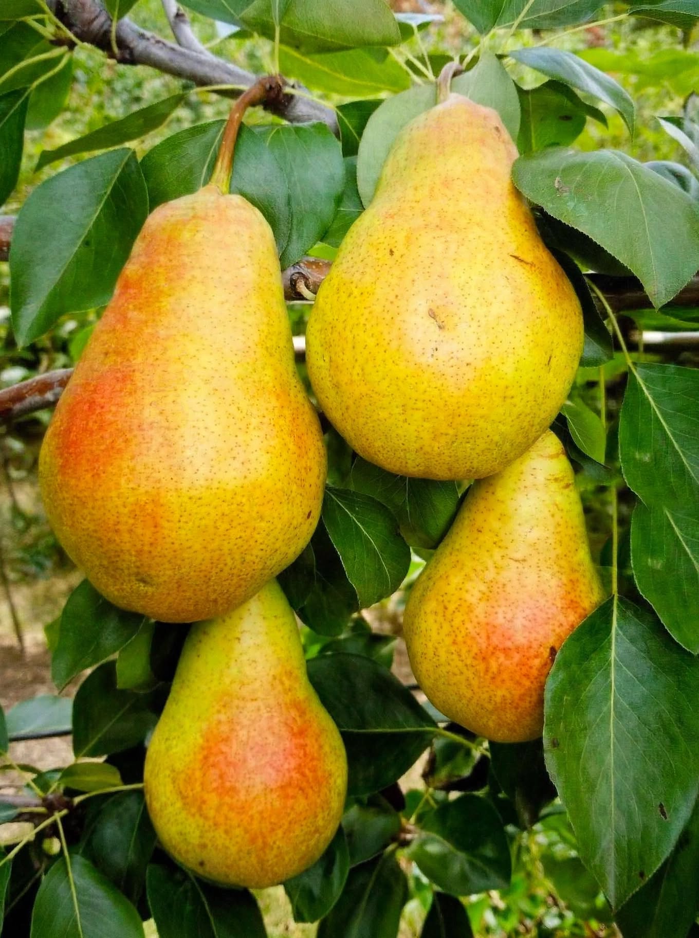Păr Cure, ghiveci 5L