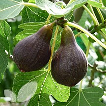 Smochin Ficus carica Brown Turkey, ghiveci 2L