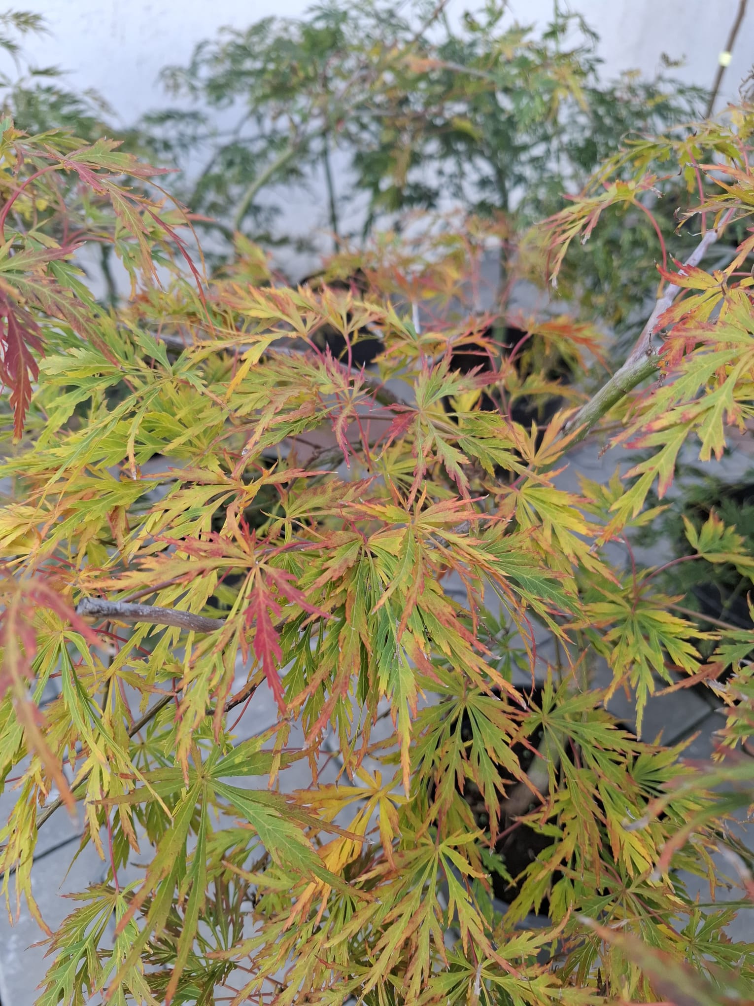 Artar japonez- Acer palmatum Dissectum, ghiveci 7L, 60-80 cm