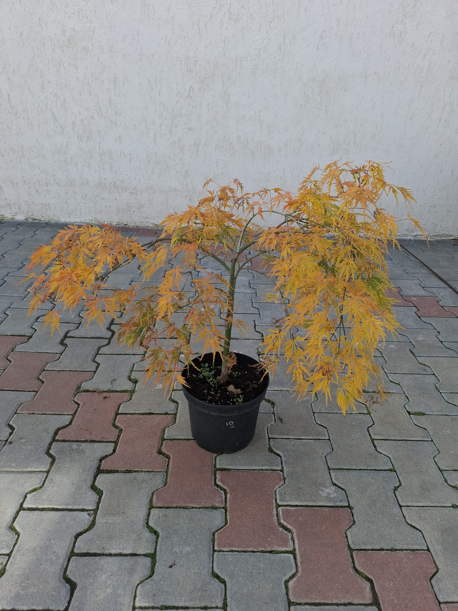 Artar japonez- Acer palmatum Dissectum, ghiveci 7L, 60-80 cm