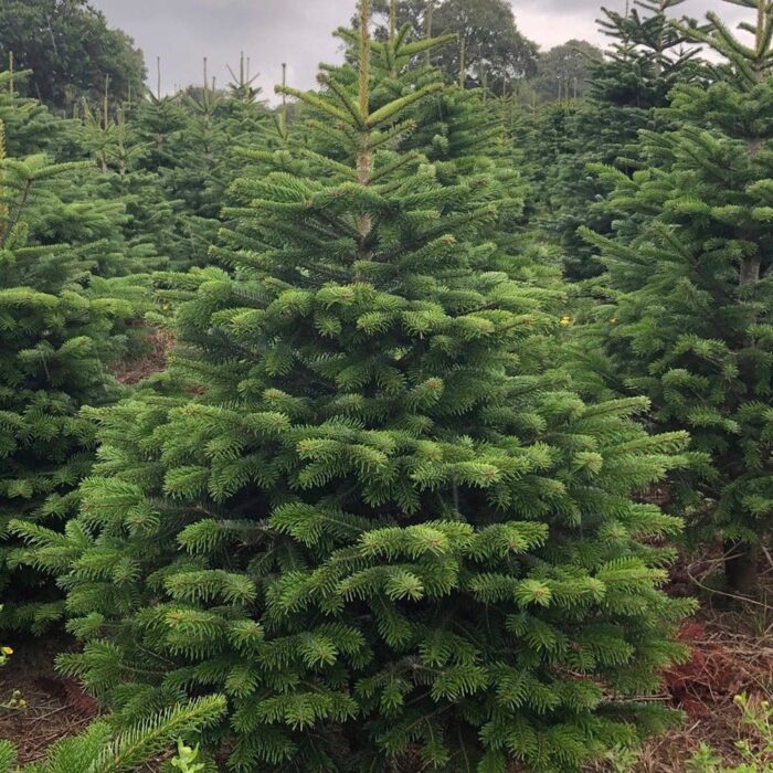 Brad Normandian, ghiveci 3L