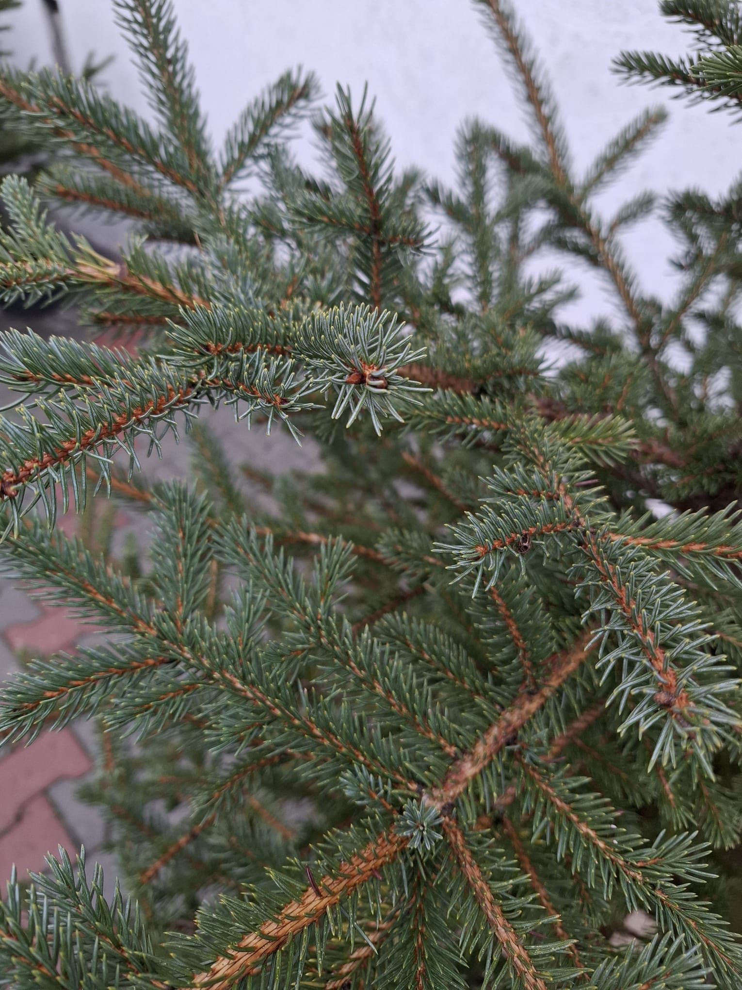 Molid/Brad -PICEA PUNGES la ghiveci, Nr. 24, (H-240 cm)