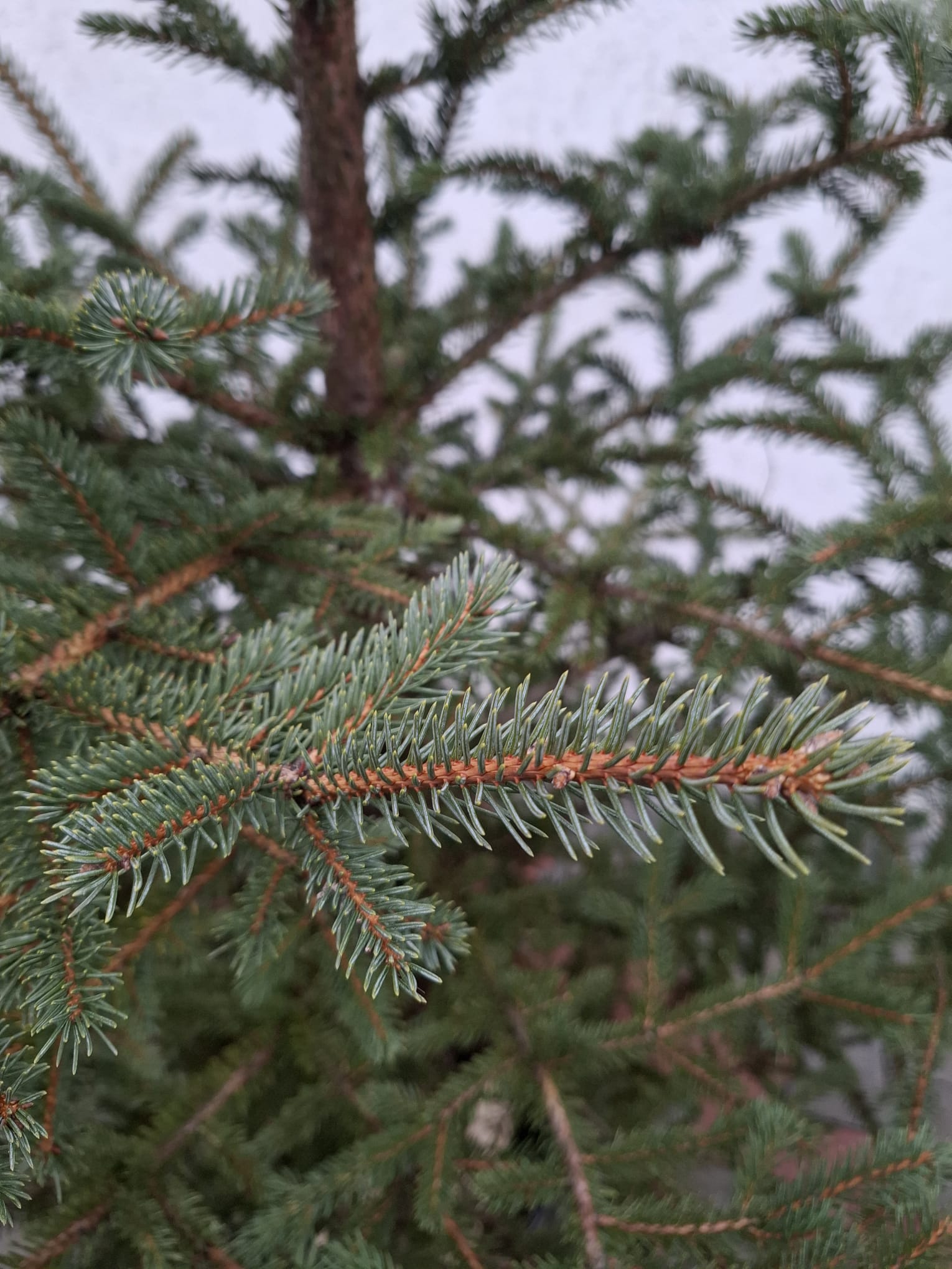 Molid/Brad -PICEA PUNGES la ghiveci, Nr. 24, (H-240 cm)