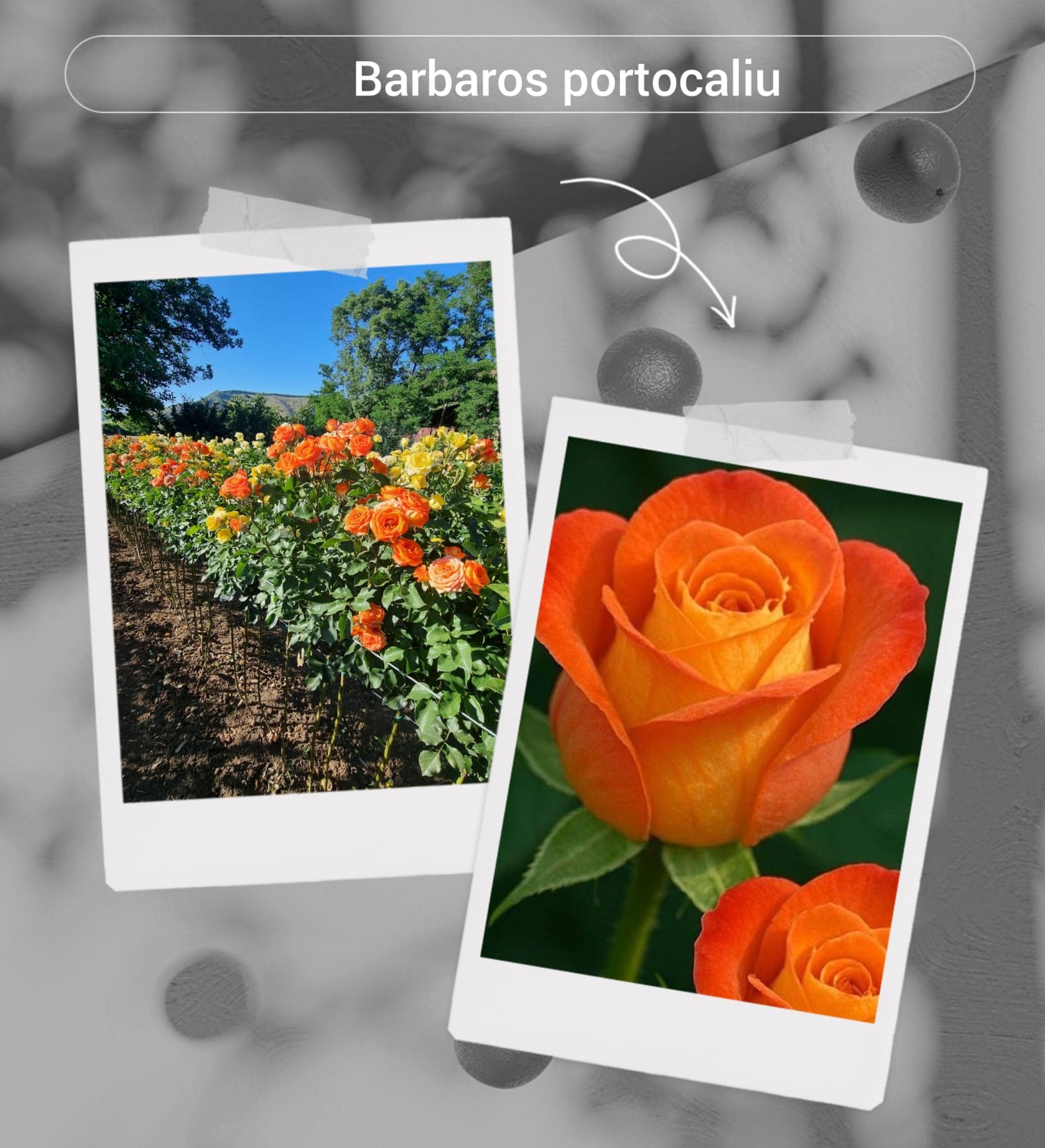 Trandafir tip pomișor-Barbados portocaliu, ghiveci 5L