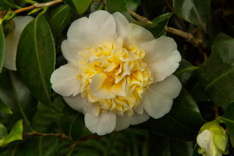 Common,Camellia,,Japanese,Camellia.,Camellia,Japonica,"brushfield's,Yellow" Camellia Brushfield Yellow – Ghiveci P9