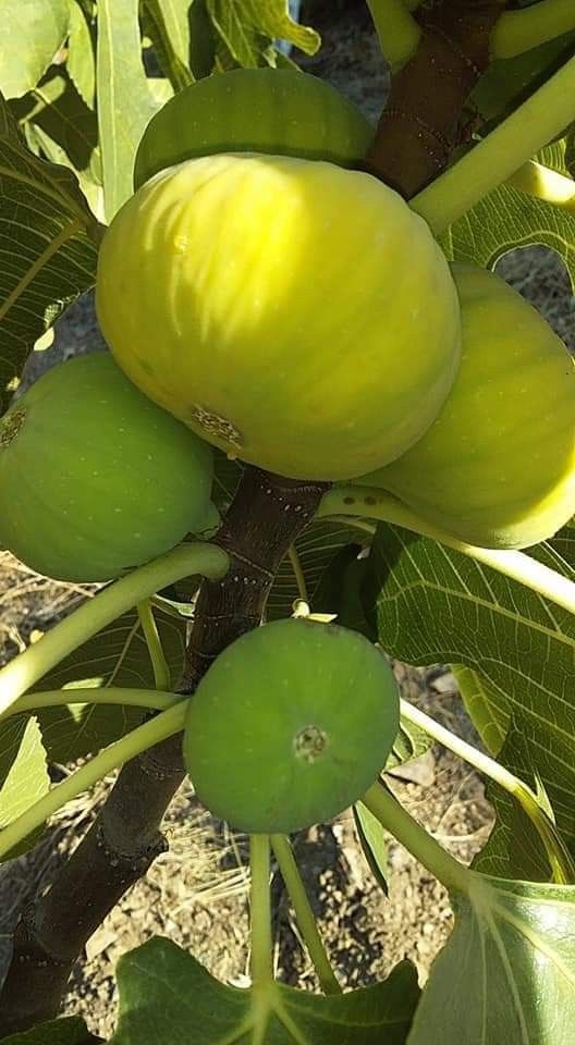 Smochin Ficus carica Ficcolino, ghiveci 2L