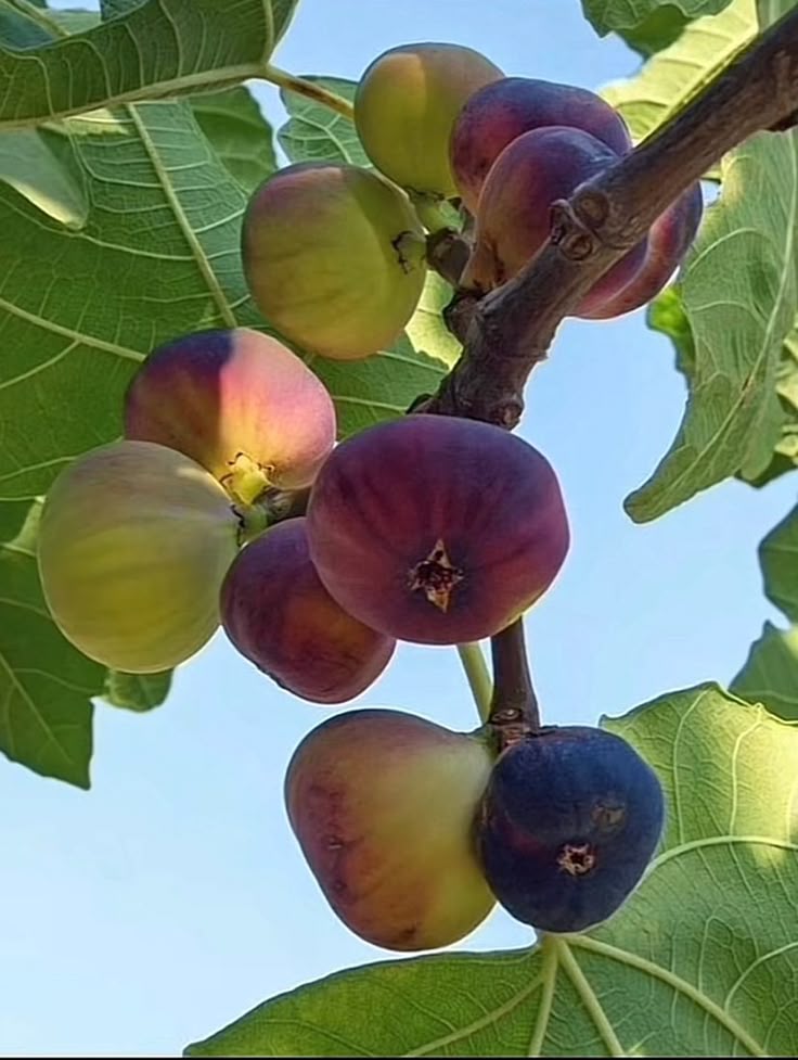 Smochin Ficus carica Little Miss Figgy, ghiveci 2L