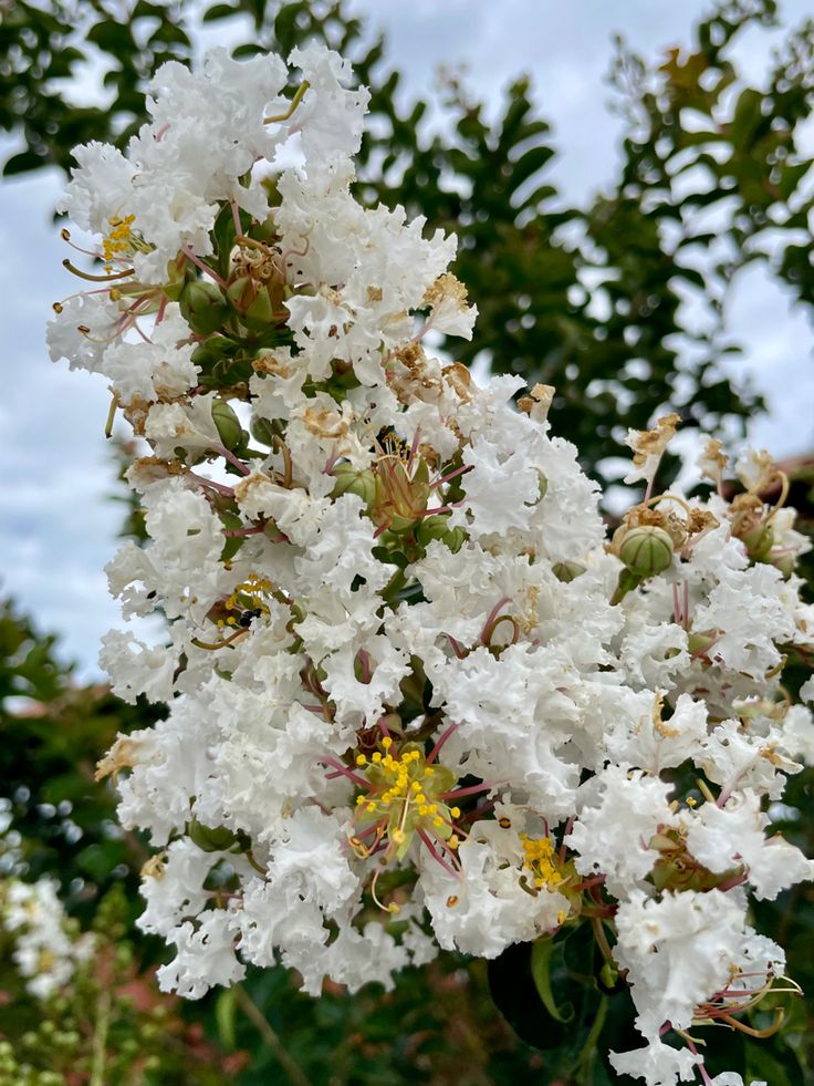 Natchez Liliac indian- Lagerstroemia indica Natchez, la ghiveci