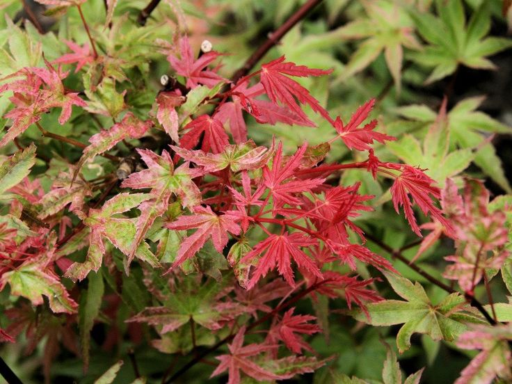 Artar japonez- Acer palmatum Phoenix, ghiveci 2L, 50 cm