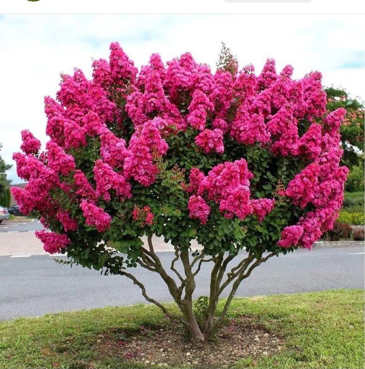 Pink Velour' POM Liliac indian- Lagerstroemia indica Pink Velour, la ghiveci