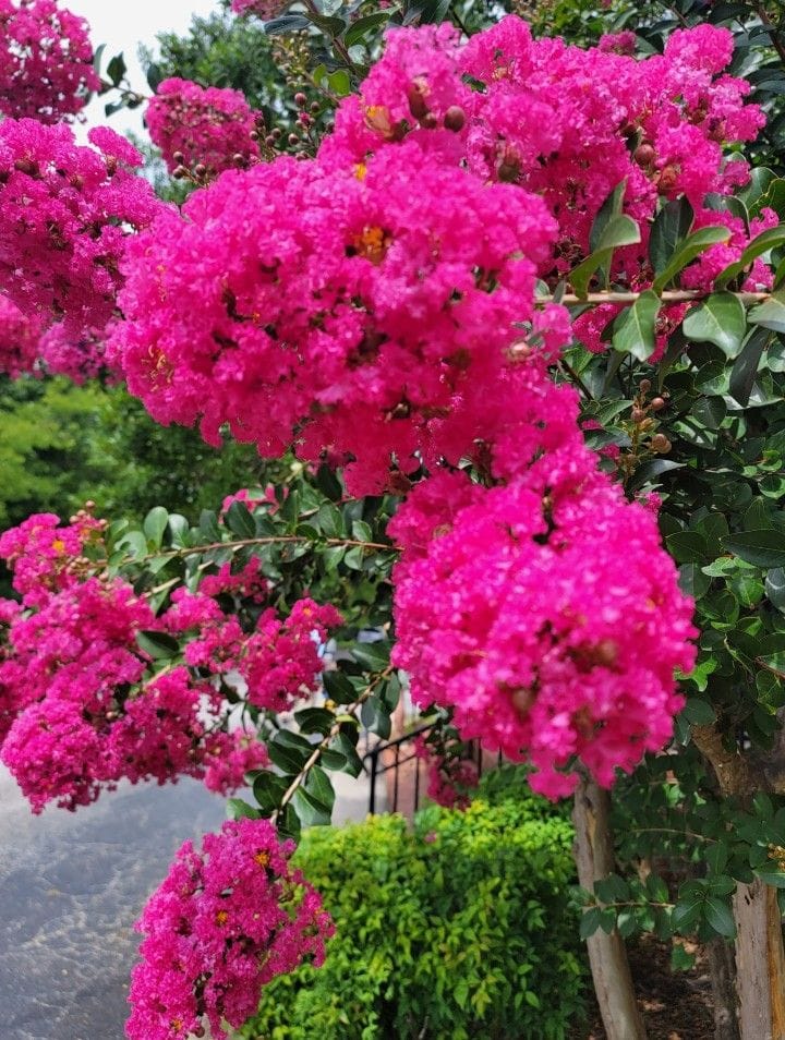 Pink Velour Liliac indian- Lagerstroemia indica Pink Velour, la ghiveci