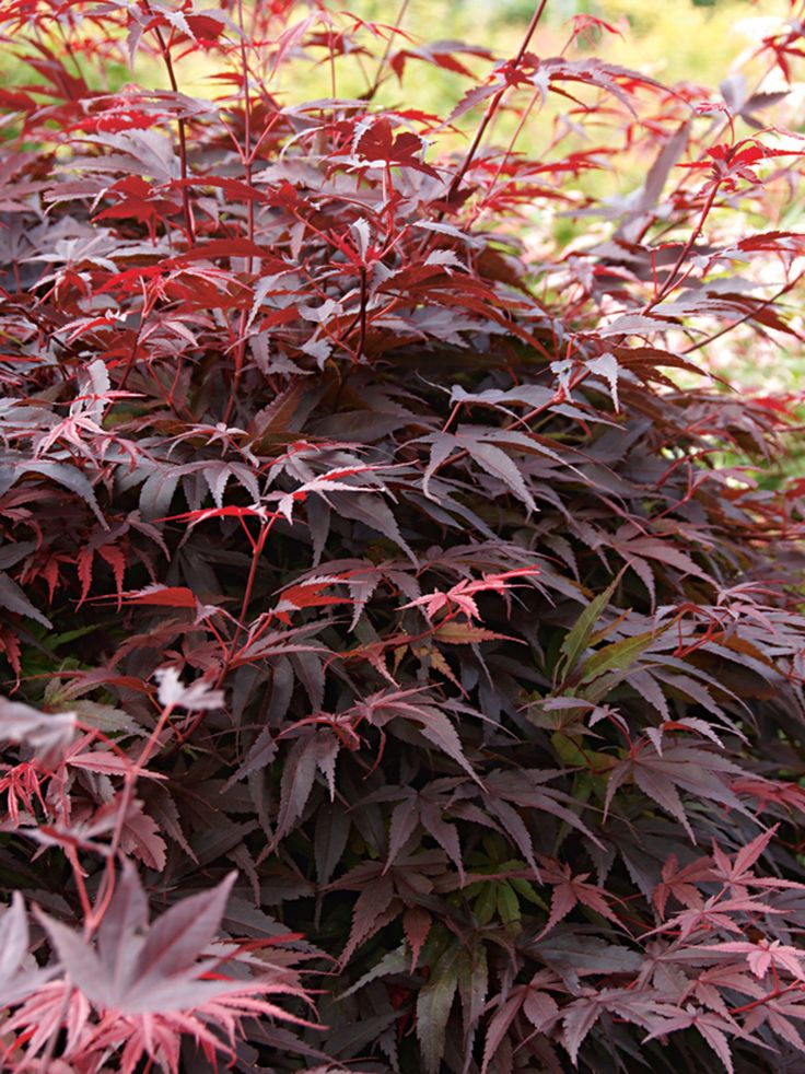 Artar japonez-Acer palmatum Pixie, ghiveci 2L, 50cm