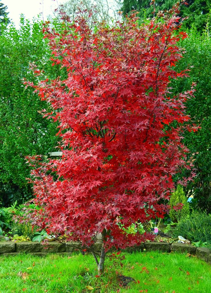 Arțar japonez – Acer palmatum Twombly’s Red Sentinel, ghiveci 2L, 60-70 cm