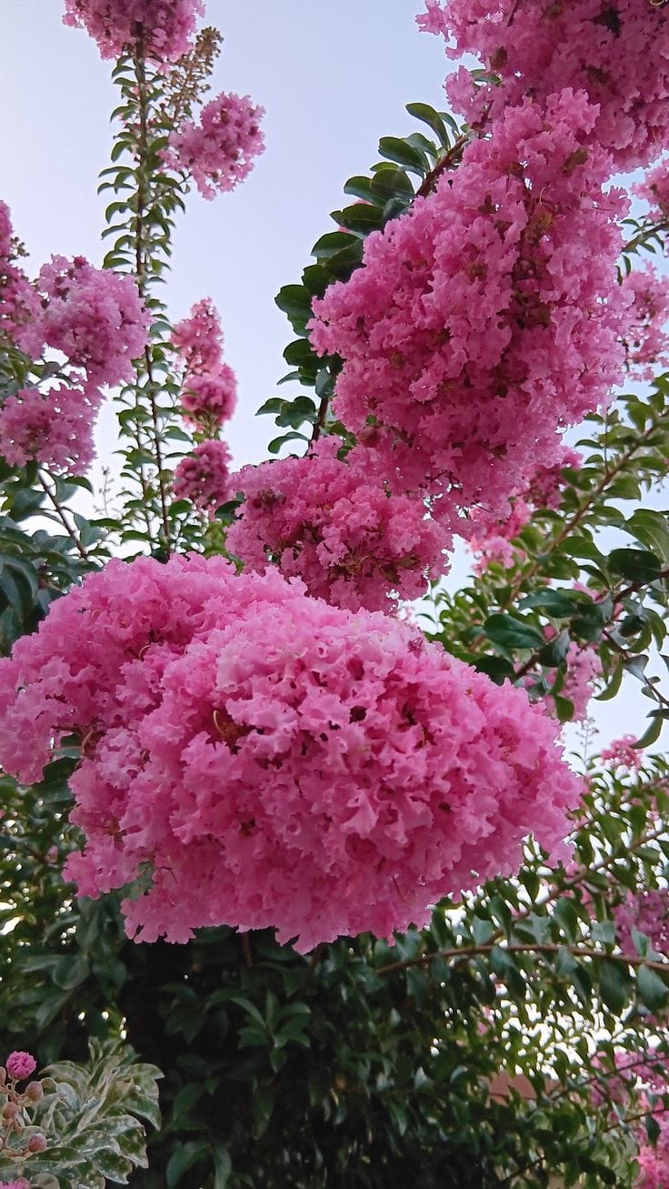 hopi 1 Liliac indian-Lagerstroemia Hopi, la ghiveci