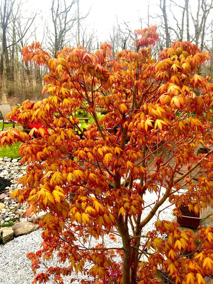 Artar japonez-Acer palmatum Katsura, ghiveci 2L, 50cm