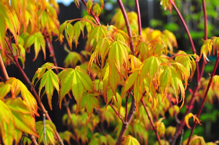 Artar japonez-Acer palmatum Katsura, ghiveci 2L, 50cm