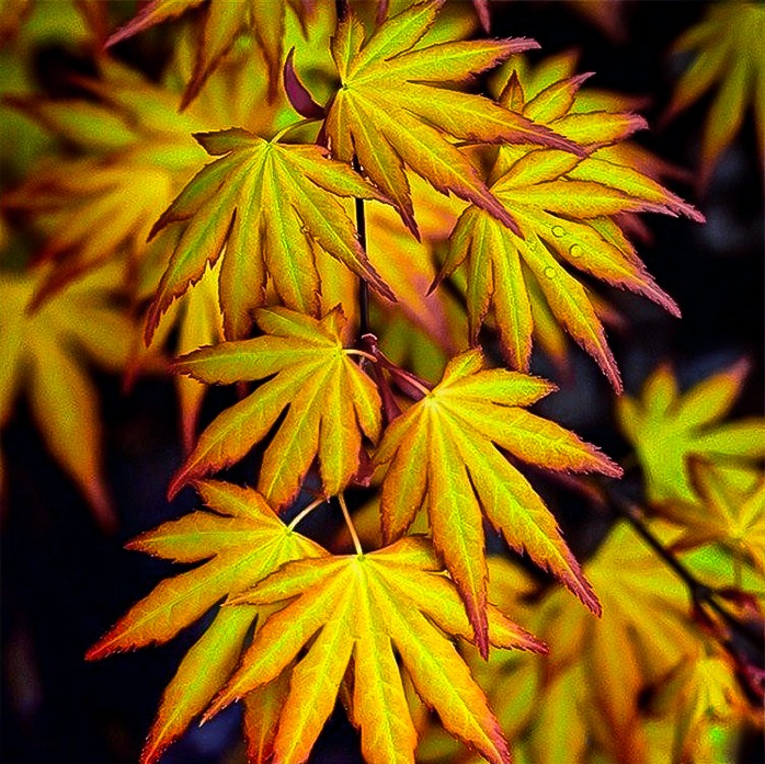 Artar japonez-Acer palmatum Katsura, ghiveci 2L, 50cm
