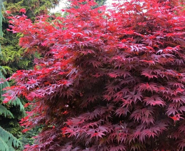 Artar japonez-Acer palmatum Pixie, ghiveci 2L, 50cm