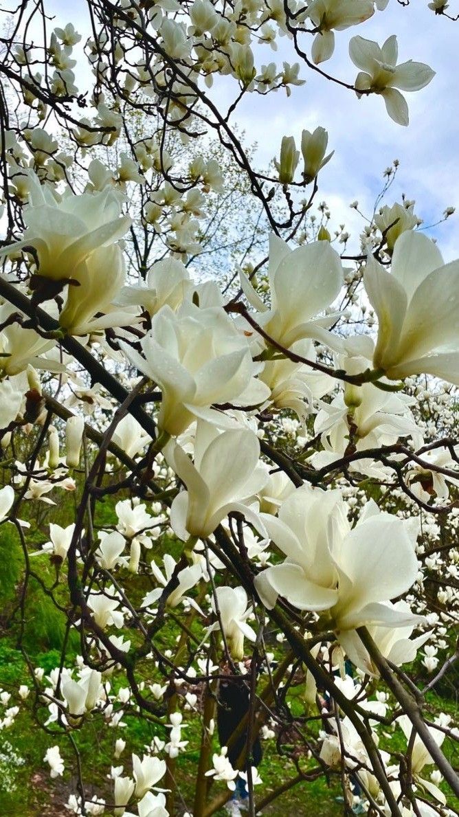 Magnolia Jade Lamp, ghiveci 3L