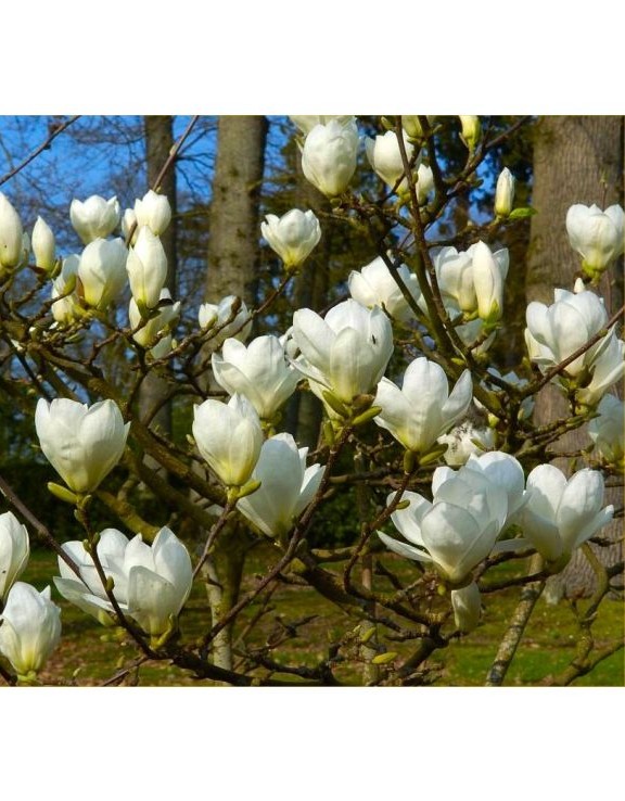 Magnolia Jade Lamp, ghiveci 3L