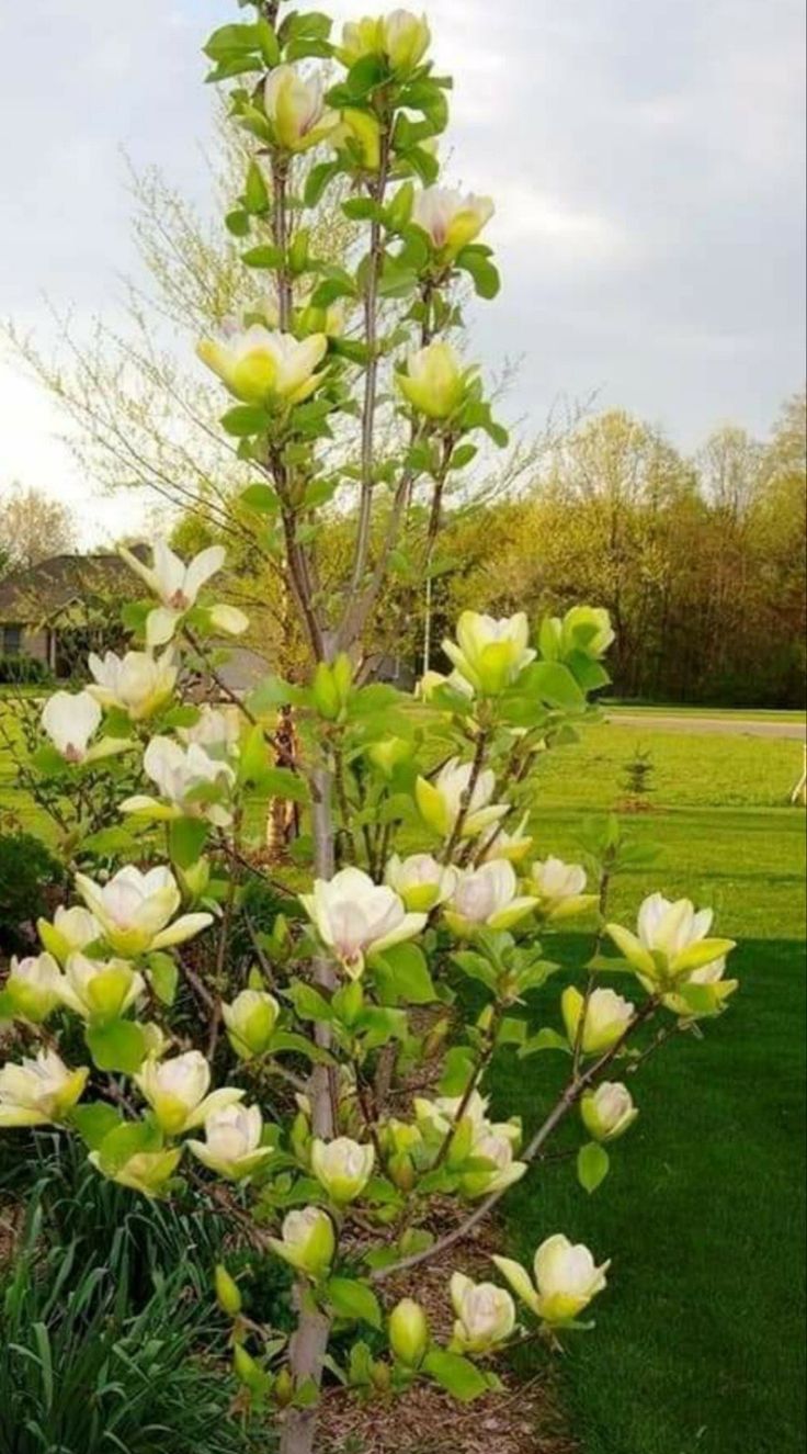 Magnolia Yellow Fever, ghiveci 3L