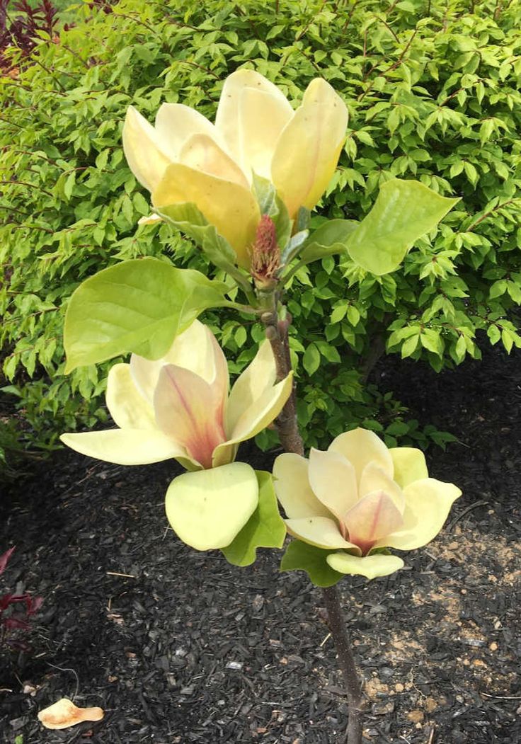 Magnolia Yellow Fever, ghiveci 3L