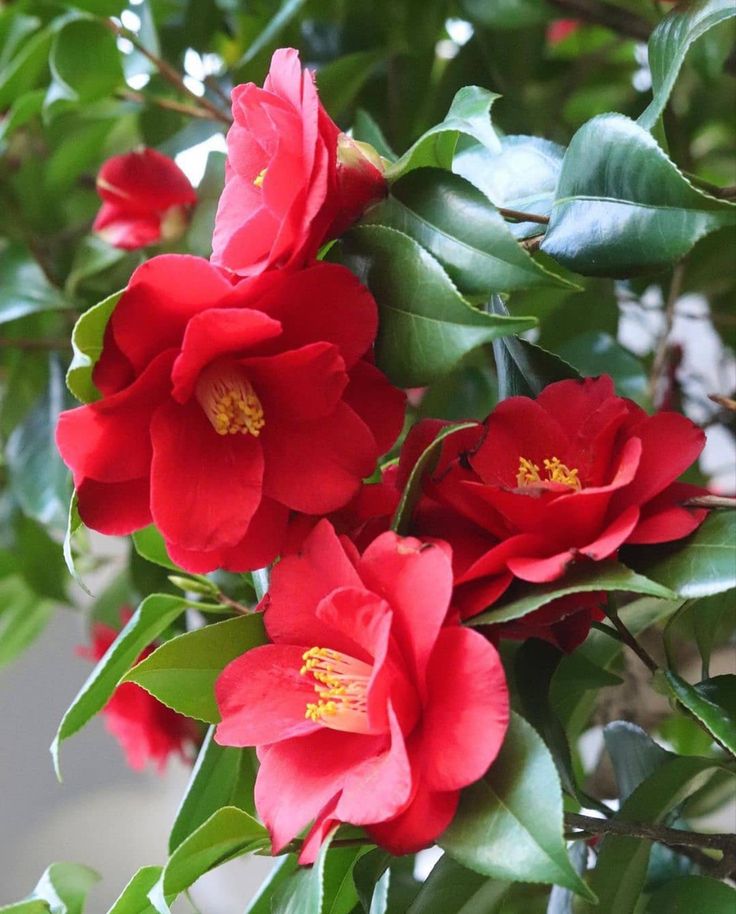 Camellia Mary Williams – Ghiveci P9