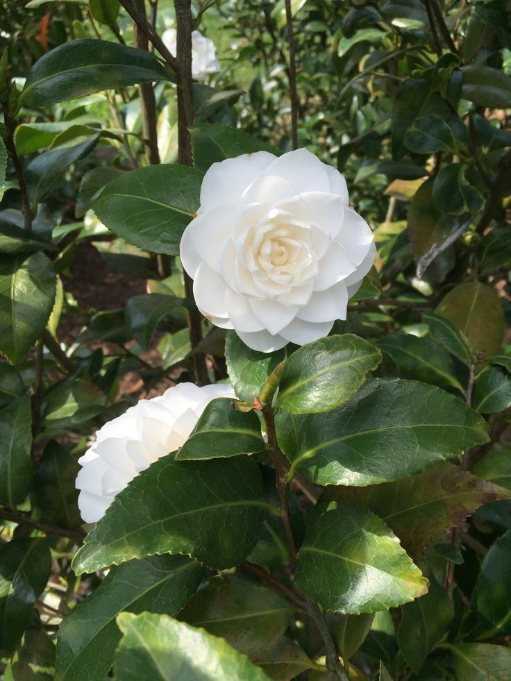 Camellia japonica Albă- Ghiveci P9