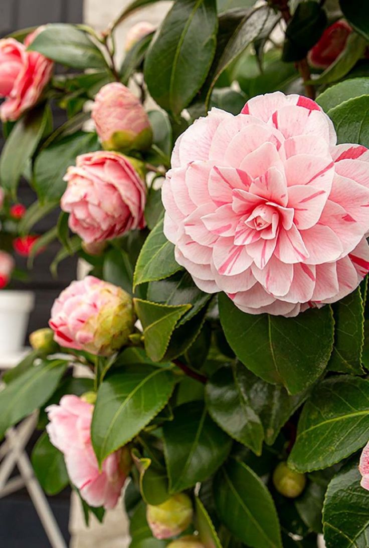 Camellia Japonica Bonomiana- Ghiveci P9