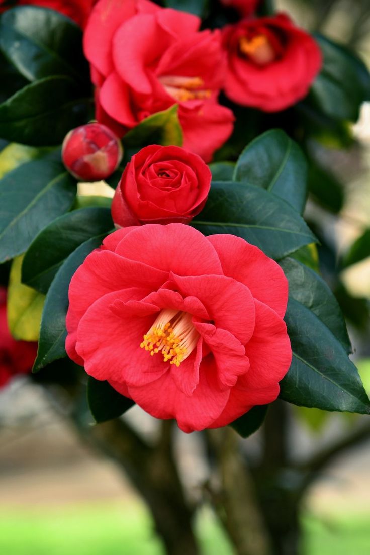 Camellia Japonica Dr. King- Ghiveci P9