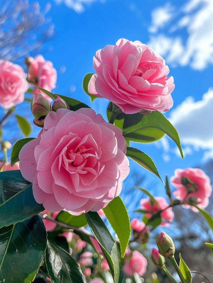 Camellia japonica Marie Bracey- Ghiveci P9
