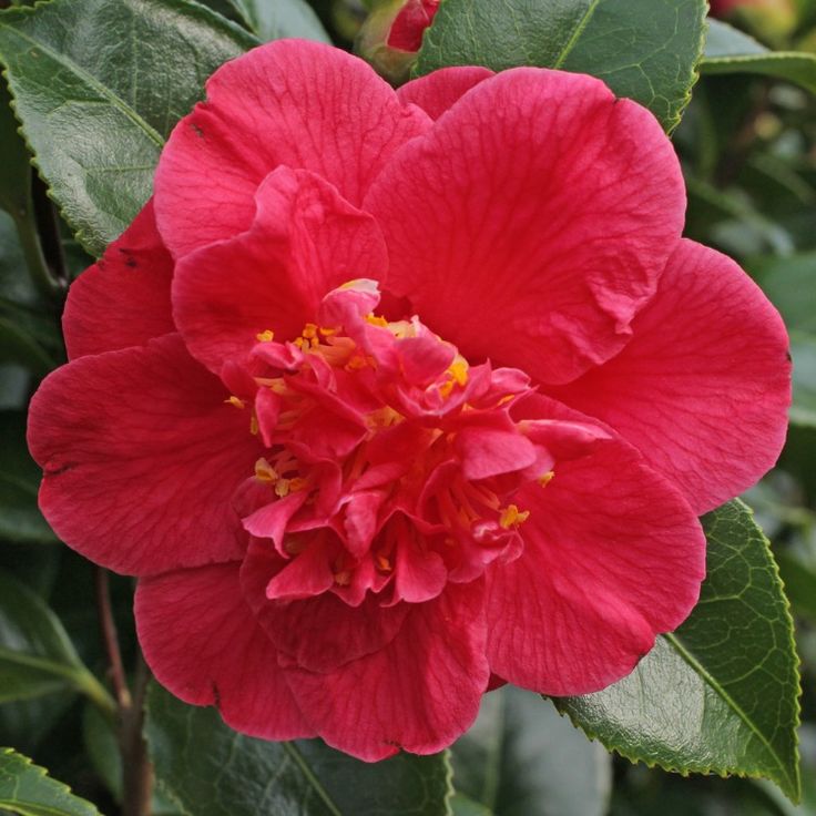 Camellia japonica Odoratissima- Ghiveci P9