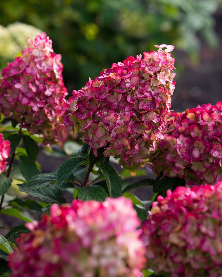 Hortensia – Hydrangea paniculata Bonfire, ghiveci P9