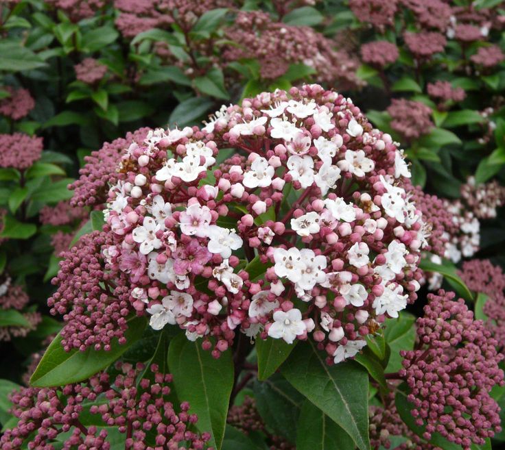 Viburnum tinus-Spirit , ghiveci P9