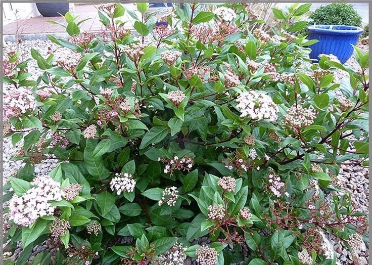Viburnum tinus-Spirit , ghiveci P9