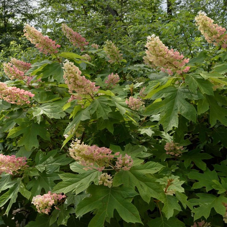 Hortensia Hydrangea quercifolia Burgundy, ghiveci P9