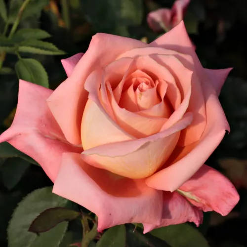 Fortuna, ghiveci 2L