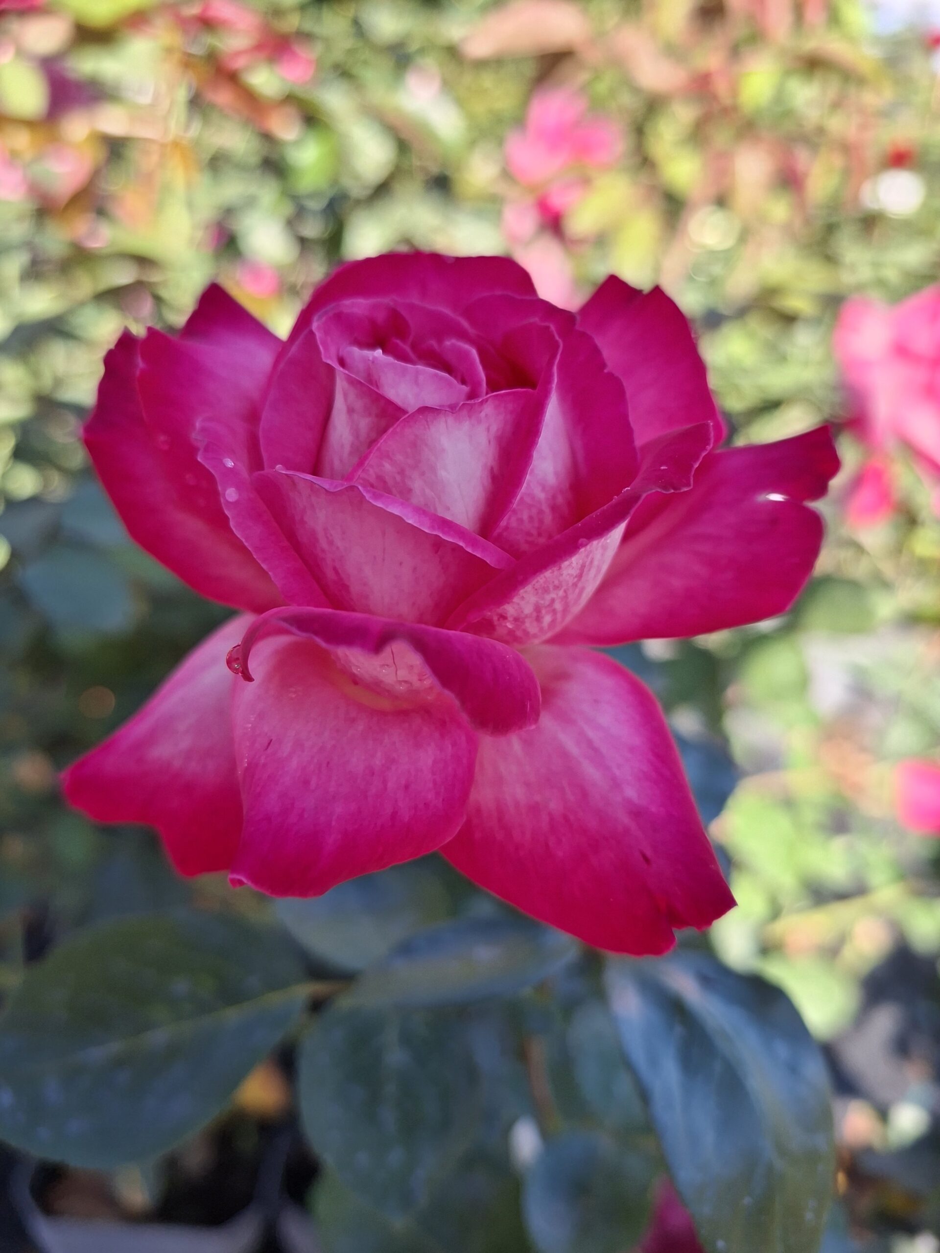 Rose Gaujard, ghiveci 2L