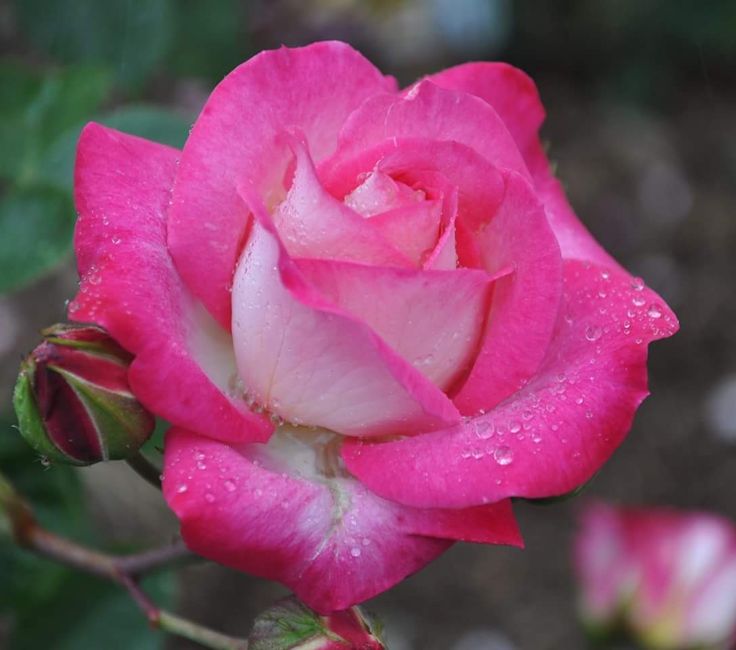 Rose Gaujard, ghiveci 2L