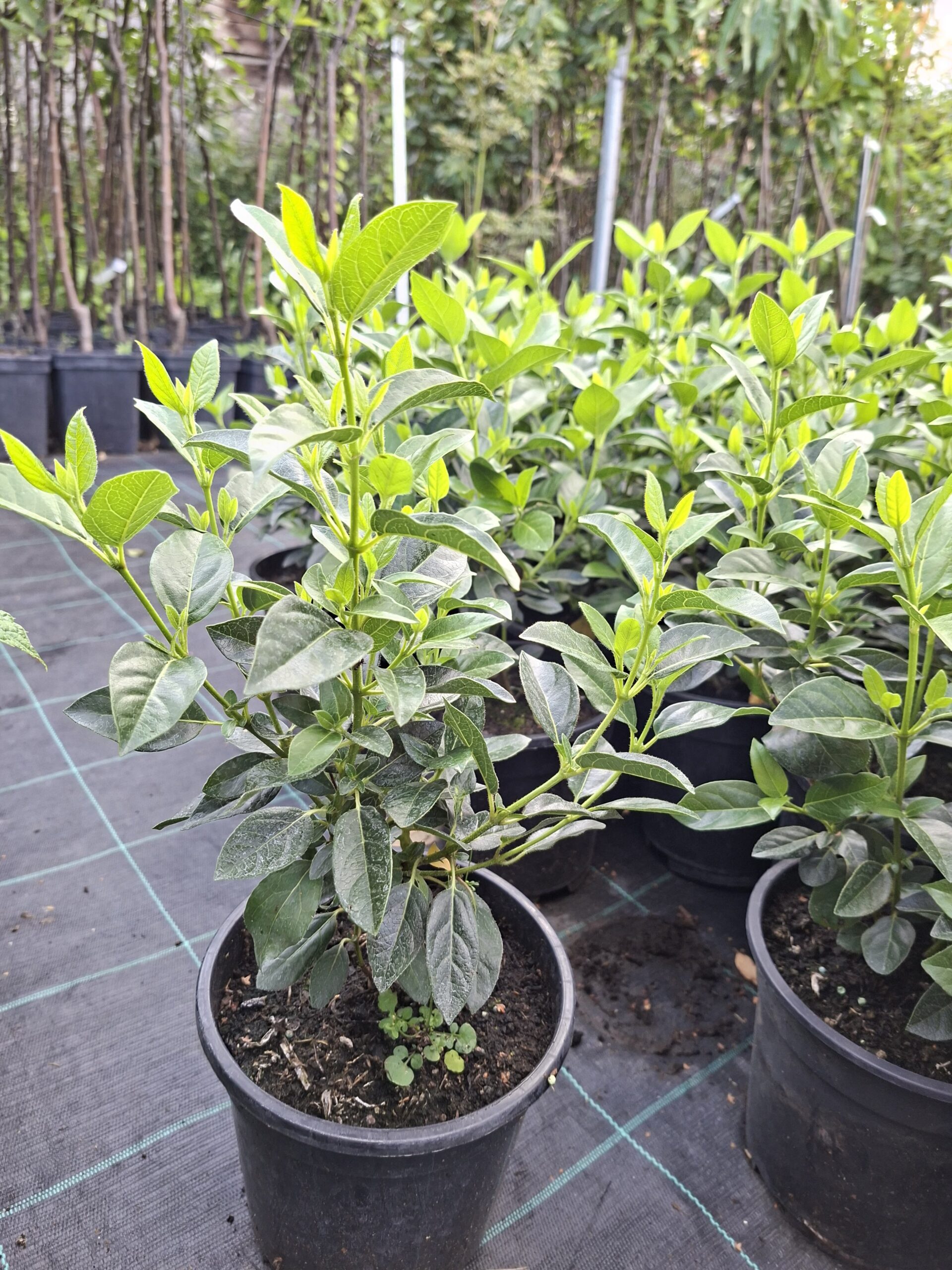 Viburnum tinus-Spirit , ghiveci 2L