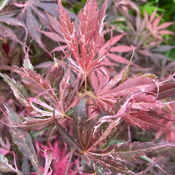 Arțar japonez- Acer palmatum Extravaganza, ghiveci 2L