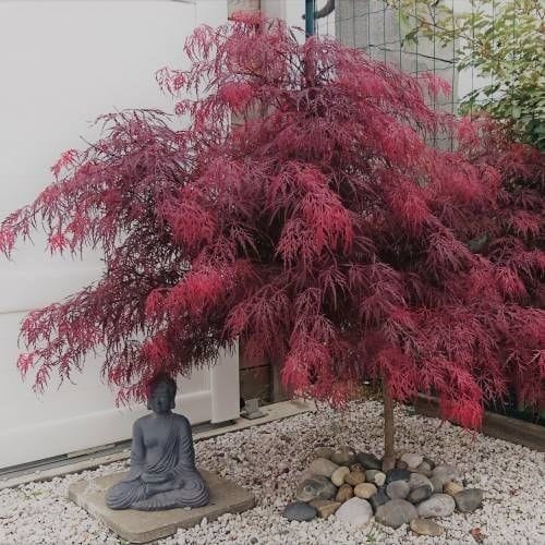Artar Japonez – Acer Palmatum Red Feathers, ghiveci 2L